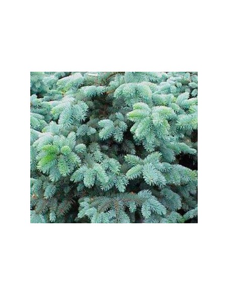 Picea Glauca Conique (pot 19 cm ø)