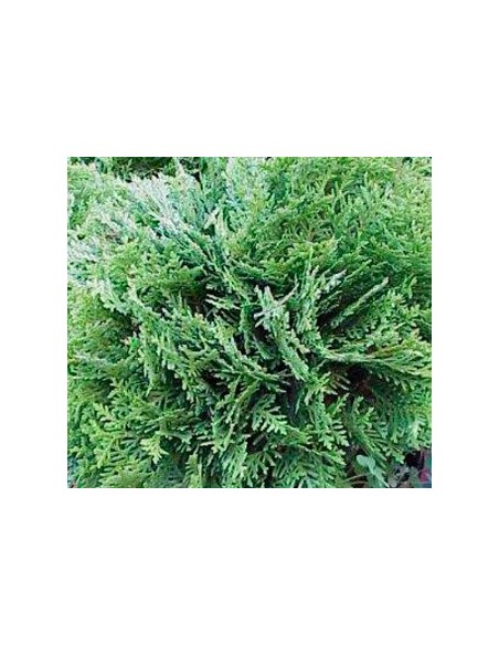 Tuya Danica (maceta 19 cm ø)