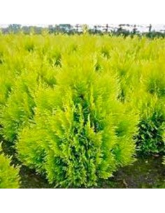 Compre Tuia-da-china Aurea Piramidal em Germigarden 2