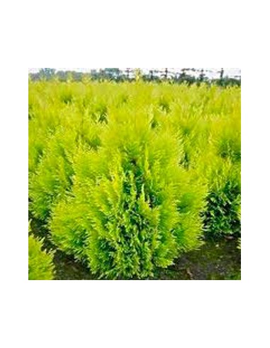 Tuya Aurea Piramidal (maceta 25 cm ø)