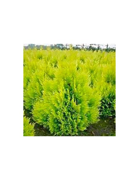 Thuya Aurea Pyramidale (pot 25 cm ø)