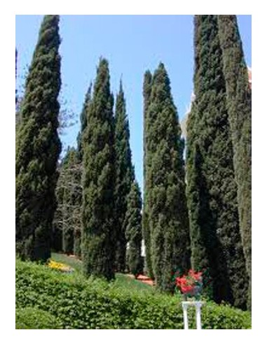 Comprar ciprés por 4,85€ en Germigarden