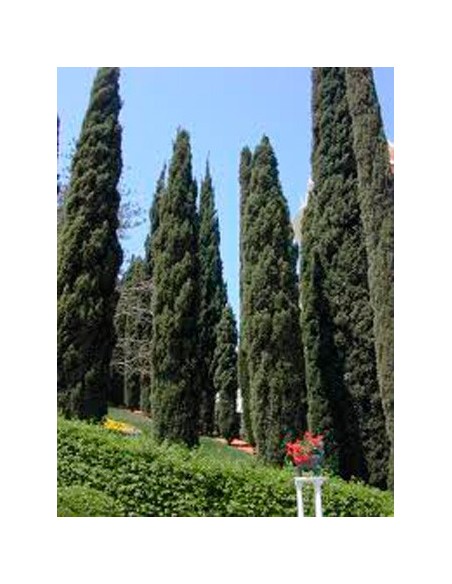 Achetez du cyprès pour 4,85 € chez Germigarden