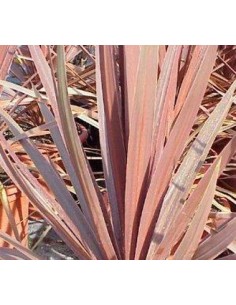 Cordyline Étoile Rouge (pot 17 cm ø) 2