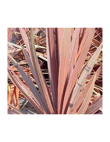 Cordyline Étoile Rouge (pot 17 cm ø)