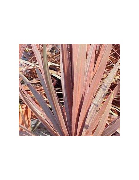 Cordyline Étoile Rouge (pot 17 cm ø)