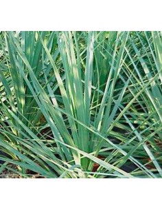 Cordyline Indivisa (maceta 17 cm ø) 2