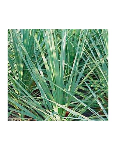 Cordyline Indivisa (maceta 17 cm ø)