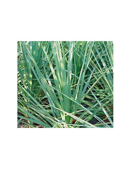 Cordyline Indivisa (pot 17 cm ø)
