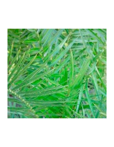 Palmera canària (test 20 cm Ø)