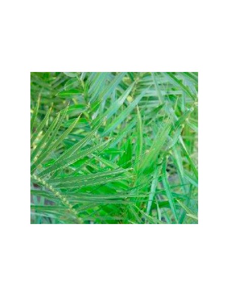 Comprar palmera canaria desde 7,50€ en Germigarden