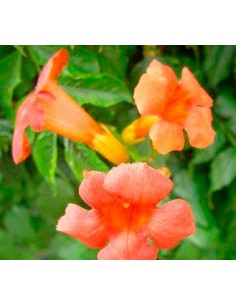 Compre Bignonia em Germigarden