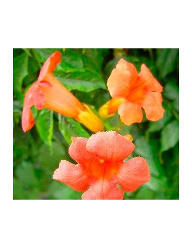 Bignonia o trompeta china (maceta 19 cm ø)