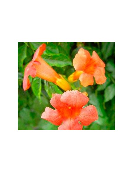 Compre Bignonia em Germigarden