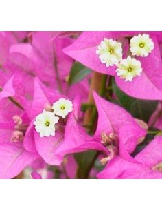 Bouganvillea por 21€ en Germigarden 2