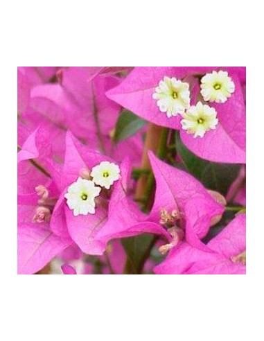 Bouganvillea por 21€ en Germigarden