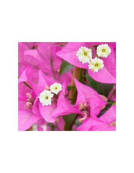 Bouganvillea (test 19 cm ø)