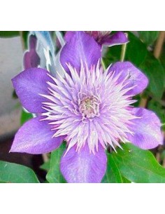 Clematis (test 19 cm ø)
