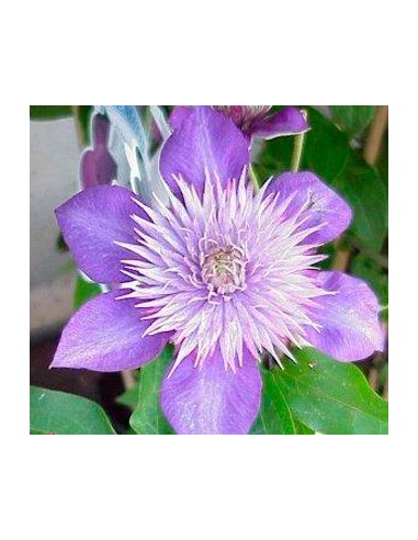 Clématide ou clématite à 16,80€ chez Germigarden