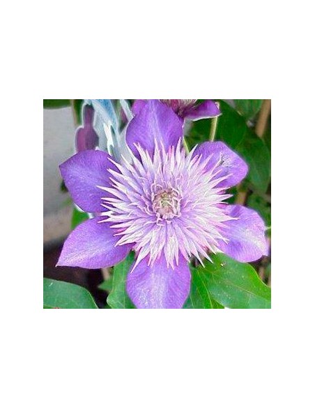Clematide o clematis por 16,80€ en Germigarden