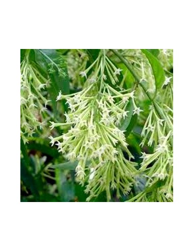 Dame de la nuit à 7,75€ chez Germigarden