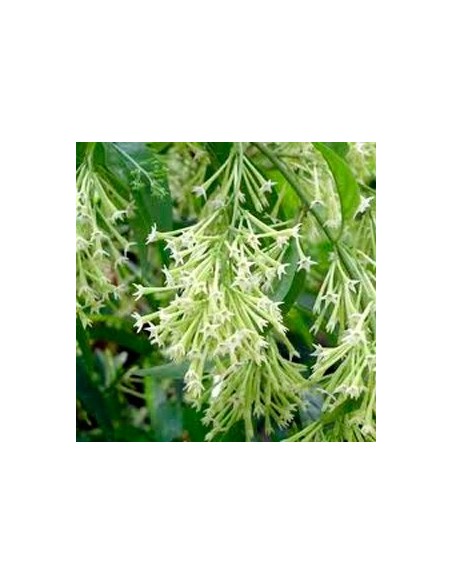 Dame de la nuit à 7,75€ chez Germigarden