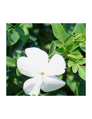 Gessamí grandiflorum o gessamí andalús
