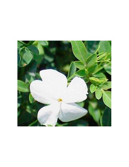 Jazmin grandiflorum des de  9€ en Germigarden