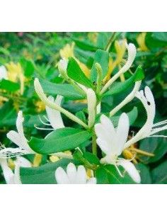 Compre Madressilva em Germigarden