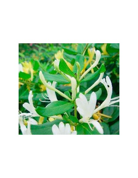 Compre Madressilva em Germigarden