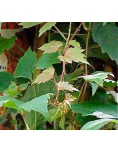 Vigne Vierge Tricuspidata (pot ø 15 cm)