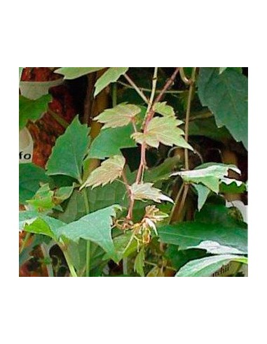 Compre Videira virgem Tricuspidata em Germigarden