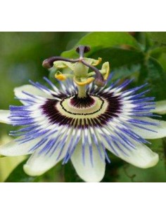 Passiflora caerulea (vaso 19 cm ø)