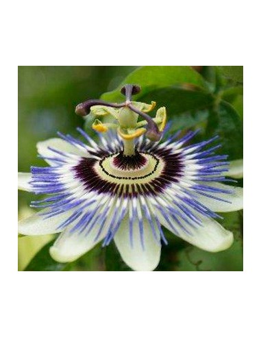 Passiflora caerulea (test 19 cm ø)