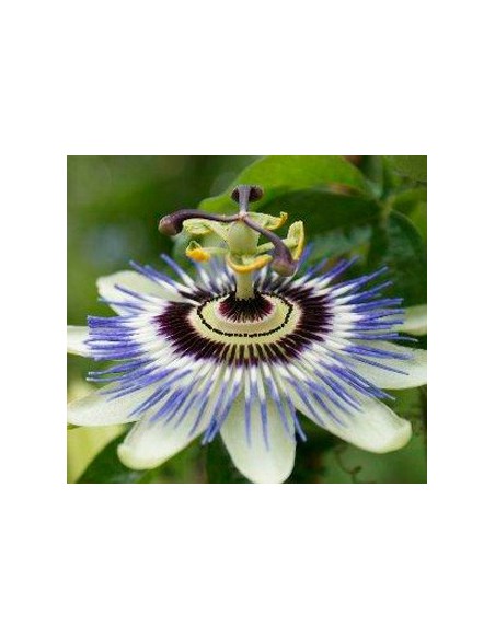 Passiflora caerulea (vaso 19 cm ø)