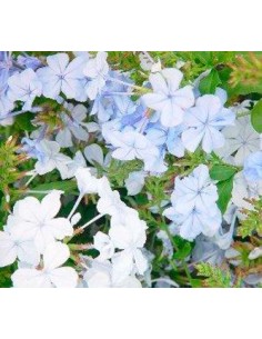 Achetez du plumbago à partir de 6,95 € chez Germigarden