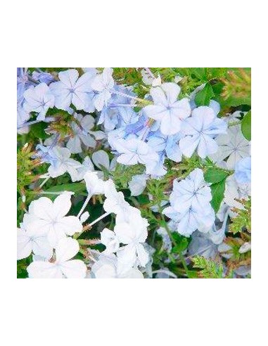 Comprar plumbago desde 6.95€ en Germigarden