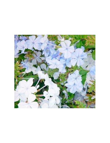 Achetez du plumbago à partir de 6,95 € chez Germigarden