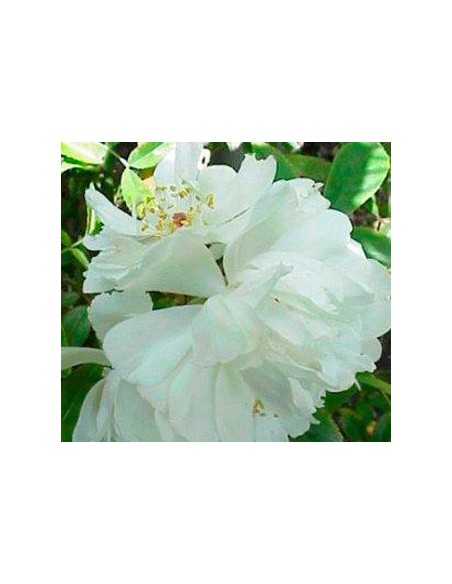 Rosal de Banksia (maceta 15 cm ø)