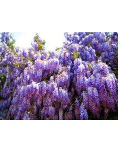 Wisteria (maceta 18 cm ø)