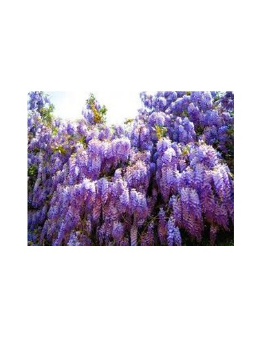 Compre Wisteria em Germigarden