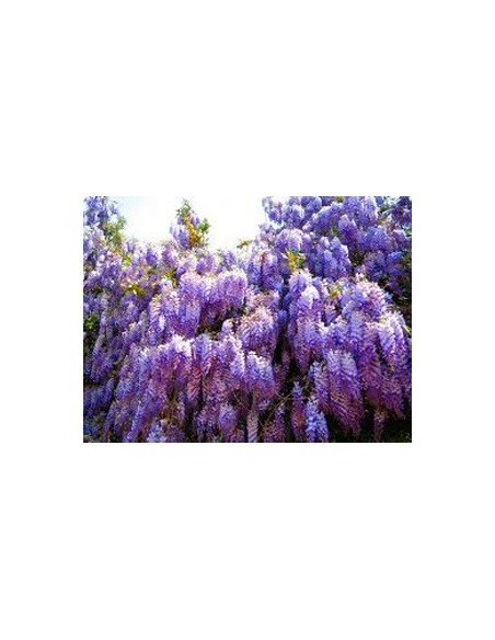 Wisteria  (test 18 cm ø)
