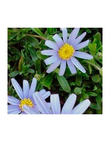 Agateas a partir de 1,90 € em Germigarden. Planta a granel