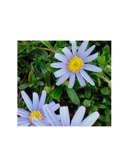Comprar felicia planta desde 1,90€ en Germigarden