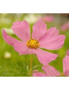 Cosmos 2