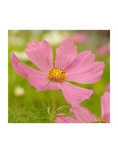 Planta de cosmos por 4,95€ en Germigarden