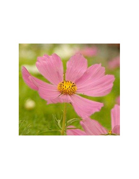 Planta Cosmos por € 4,95 em Germigarden