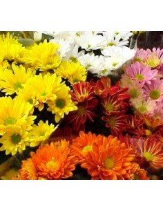 Crisantemo holandés desde 3,50 € en Germigarden 2