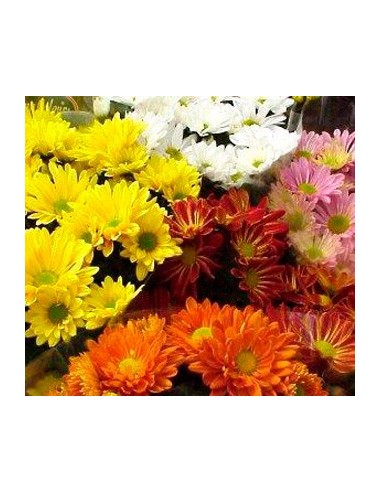 Crisantemo holandés desde 3,50 € en Germigarden