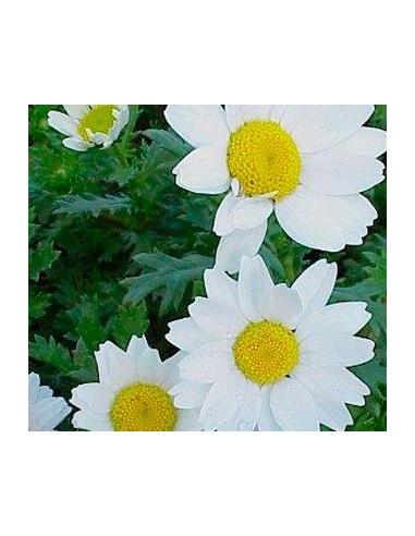 Comprar leucanthemum paludosum o paludosum